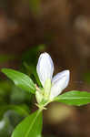 Showy gentian